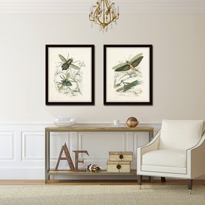 Vintage Insect Study Print Set No. 5, Art Print, Natural History Art ...