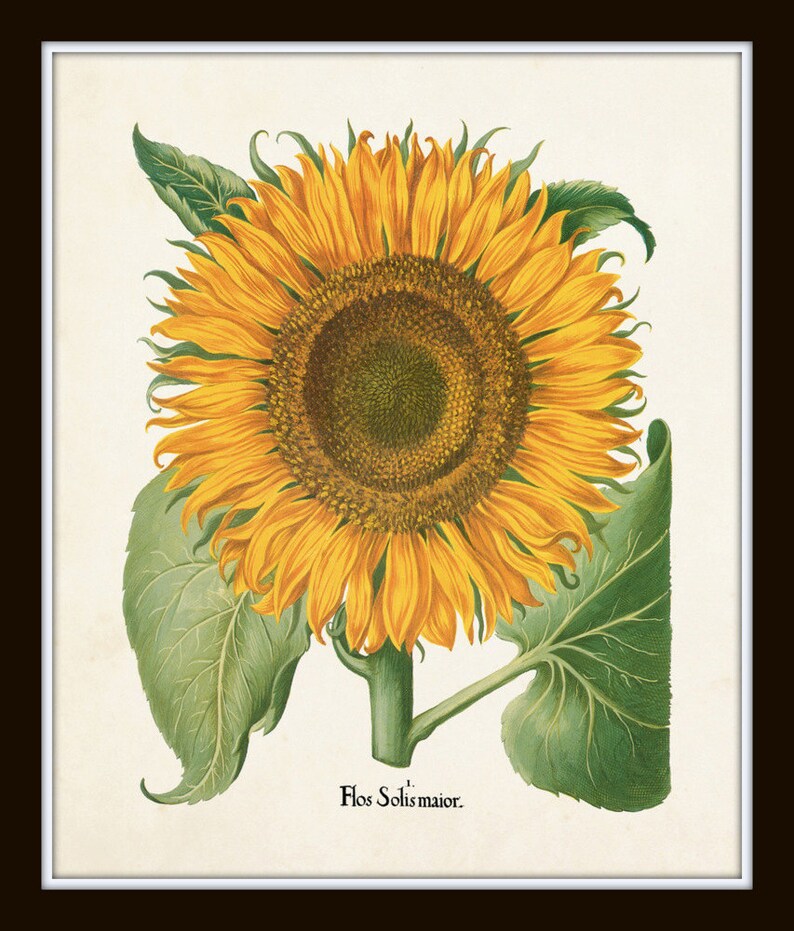Puede incluir: Una ilustraci&oacute;n bot&aacute;nica vintage de un girasol con hojas verdes. El girasol es amarillo con un centro marr&oacute;n. El texto "Flos Solis maior." est&aacute; impreso debajo del girasol.