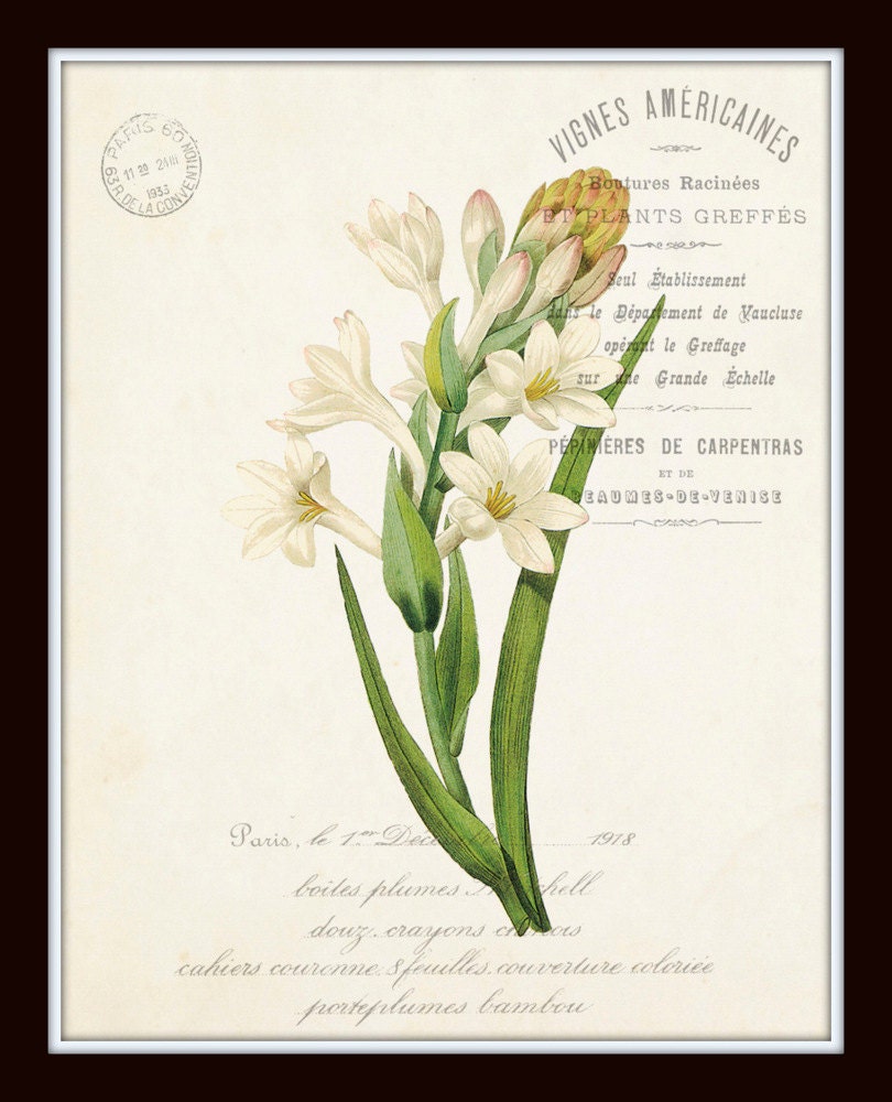 French Botanical Collage Print Set No. 3, Vintage Botanical, Print Sets ...