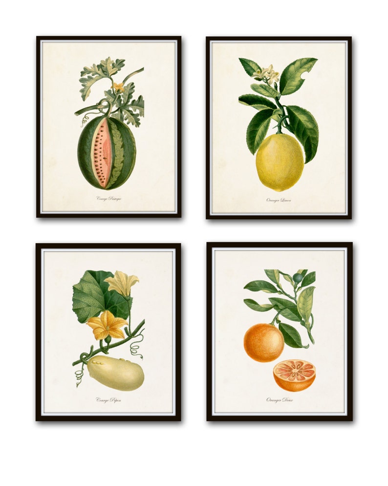 French Botanical Print Set No. 12, Giclee, Prints, Kitchen Art, Antique Botanicals, Fruit Prints, Wall Art, Lemon, Orange, Citrus Prints image 1