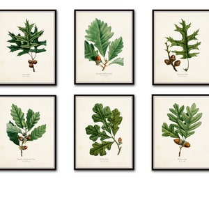 Oak Leaf Botanical Print Set No. 3, Botanical Prints, Antique Botanical, Vintage Botanical, Giclee, Oak Leaf Prints, Vintage Leaf Prints