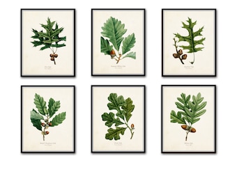 Oak Leaf Botanical Print Set No. 3, Botanical Prints, Antique Botanical, Vintage Botanical, Giclee, Oak Leaf Prints, Vintage Leaf Prints