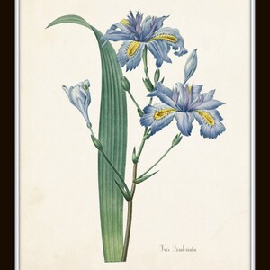 Puede incluir: Una ilustraci&oacute;n bot&aacute;nica de una flor de Iris fimbriata azul y p&uacute;rpura con acentos amarillos. La flor se representa con un tallo y hojas verdes.