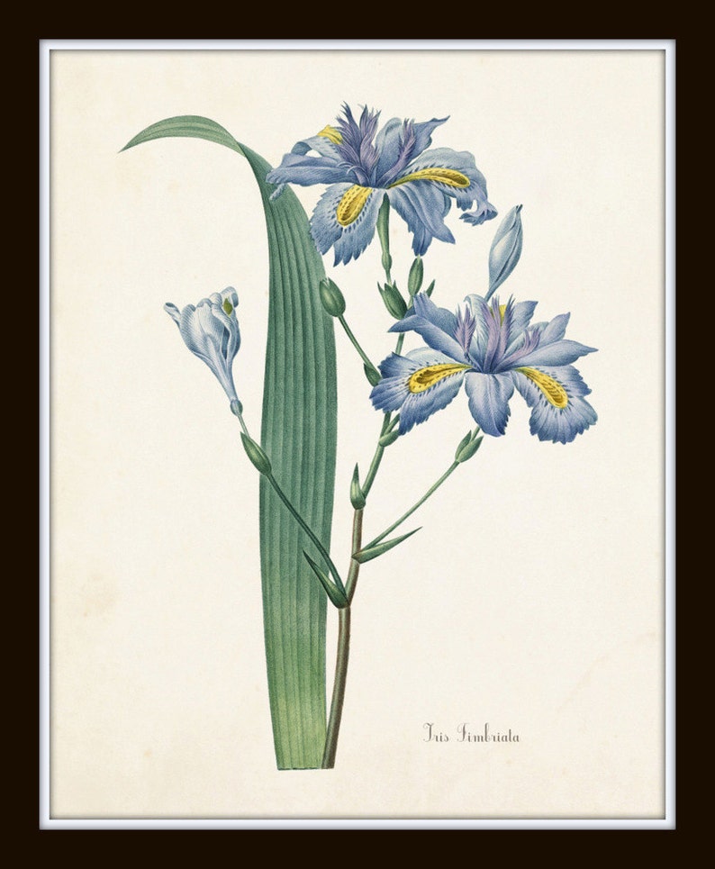 Puede incluir: Una ilustraci&oacute;n bot&aacute;nica de una flor de Iris fimbriata azul y p&uacute;rpura con acentos amarillos. La flor se representa con un tallo y hojas verdes.