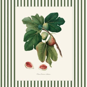 May include: A botanical illustration of a fig branch with green leaves and ripe figs. The illustration is on a white background with the text "Ficus Carica Sativa" at the bottom.