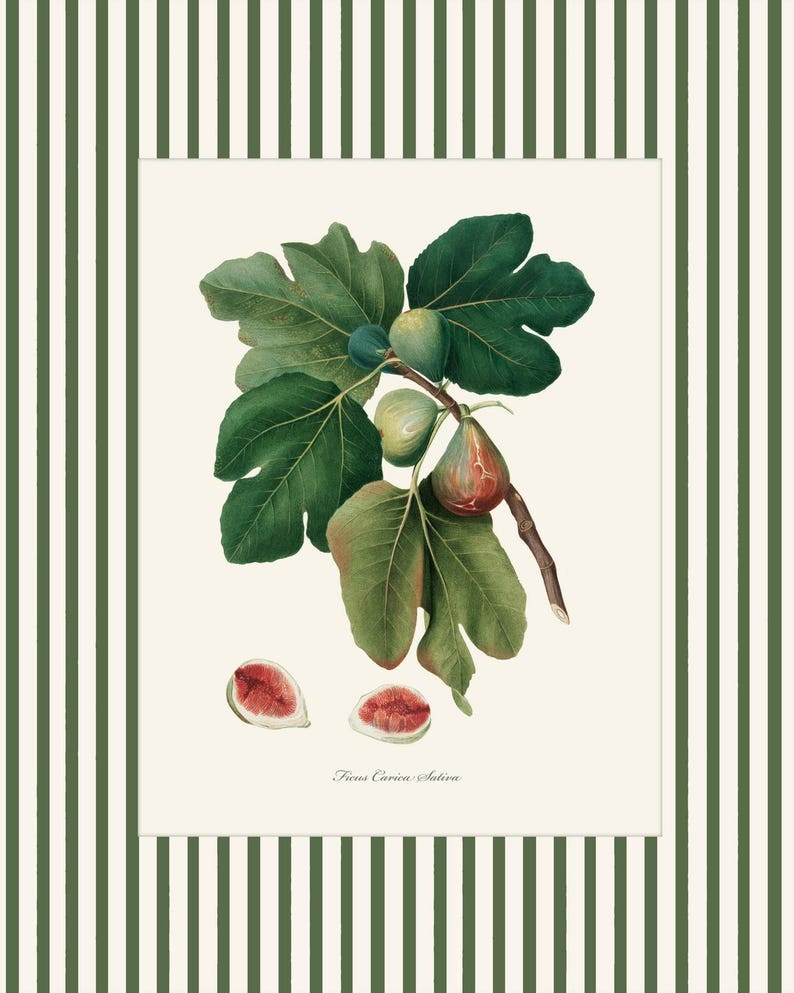 May include: A botanical illustration of a fig branch with green leaves and ripe figs. The illustration is on a white background with the text "Ficus Carica Sativa" at the bottom.