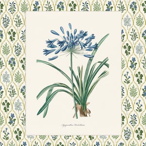 May include: A vintage botanical illustration of a blue Agapanthus flower with green leaves. The illustration is on a white background with the text "Agapanthus Umbellatus" at the bottom.