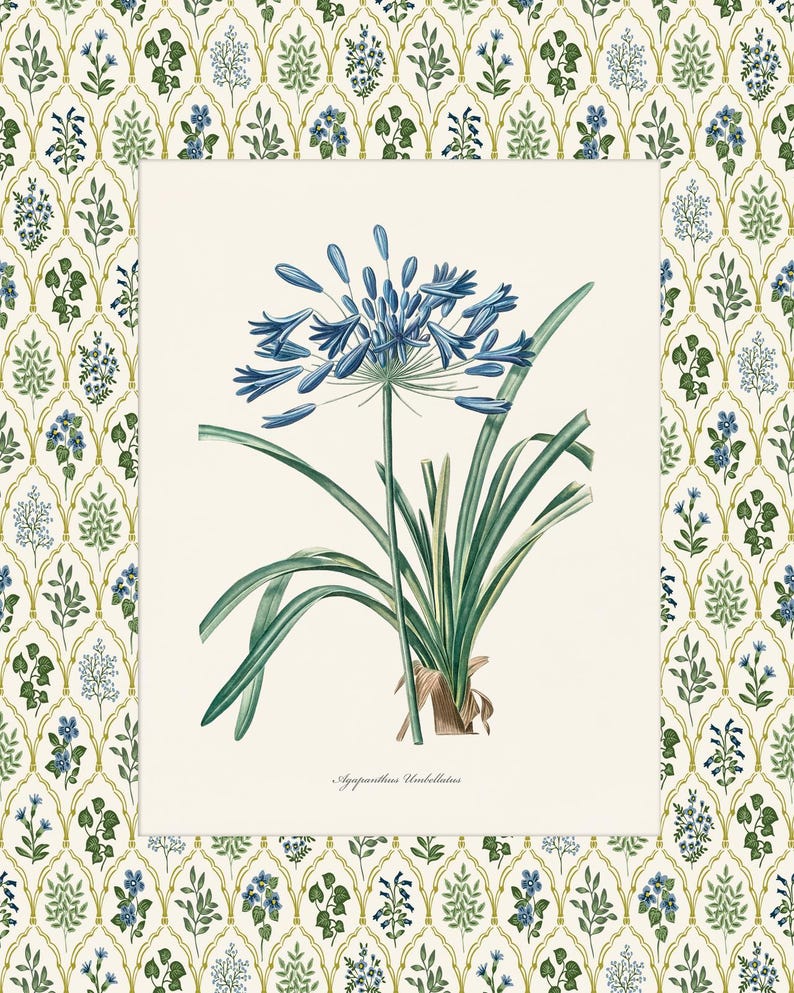 May include: A vintage botanical illustration of a blue Agapanthus flower with green leaves. The illustration is on a white background with the text "Agapanthus Umbellatus" at the bottom.