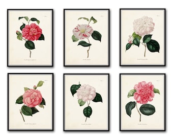French Camellias Print Set No. 6, Botanical Print, Giclee, Wall Art, Print, Antique Botanical, Camellia Print, Flower Prints, Vintage Art