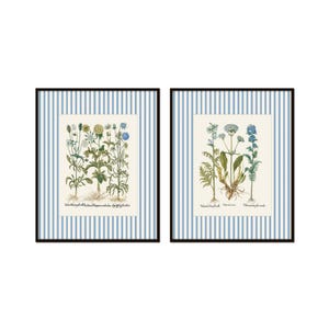 Blue Striped Antique Botanical Print Set, English Country Art, Grandmillennial Art, Vintage Botanical Art, Botanical Print Sets, Giclee Art