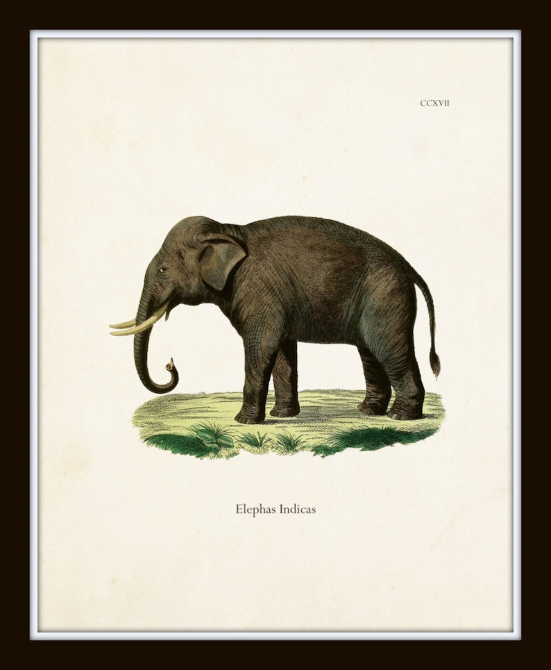 May include: An illustration of an Indian elephant, Elephas Indicas, standing on a grassy patch. The elephant is brown with a grey trunk and large ears. The illustration is from a vintage book and has a white background.