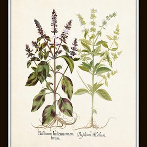 Antique Herbs Print Set No. 32, Herb Prints, Botanical Prints, Botanical Art, Botanical Print Set, Kitchen Art, Giclee, Art Prints, Herb image 3