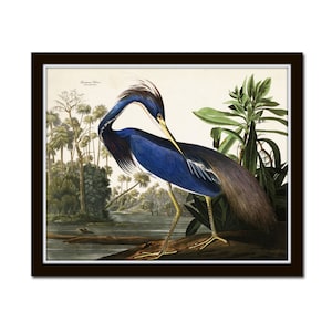 Audubon Louisiana Heron Print, Giclee, Coastal Art, Beach House Art, Wall Art, Heron Print, Home Decor, Sea Bird Print, Bird Art