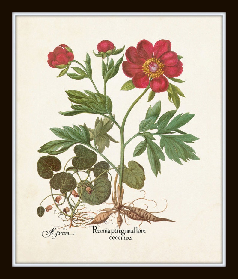 May include: A vintage botanical illustration of a red peony flower with green leaves and brown roots. The text "Paeonia peregrina flore coccineo." is written below the image.