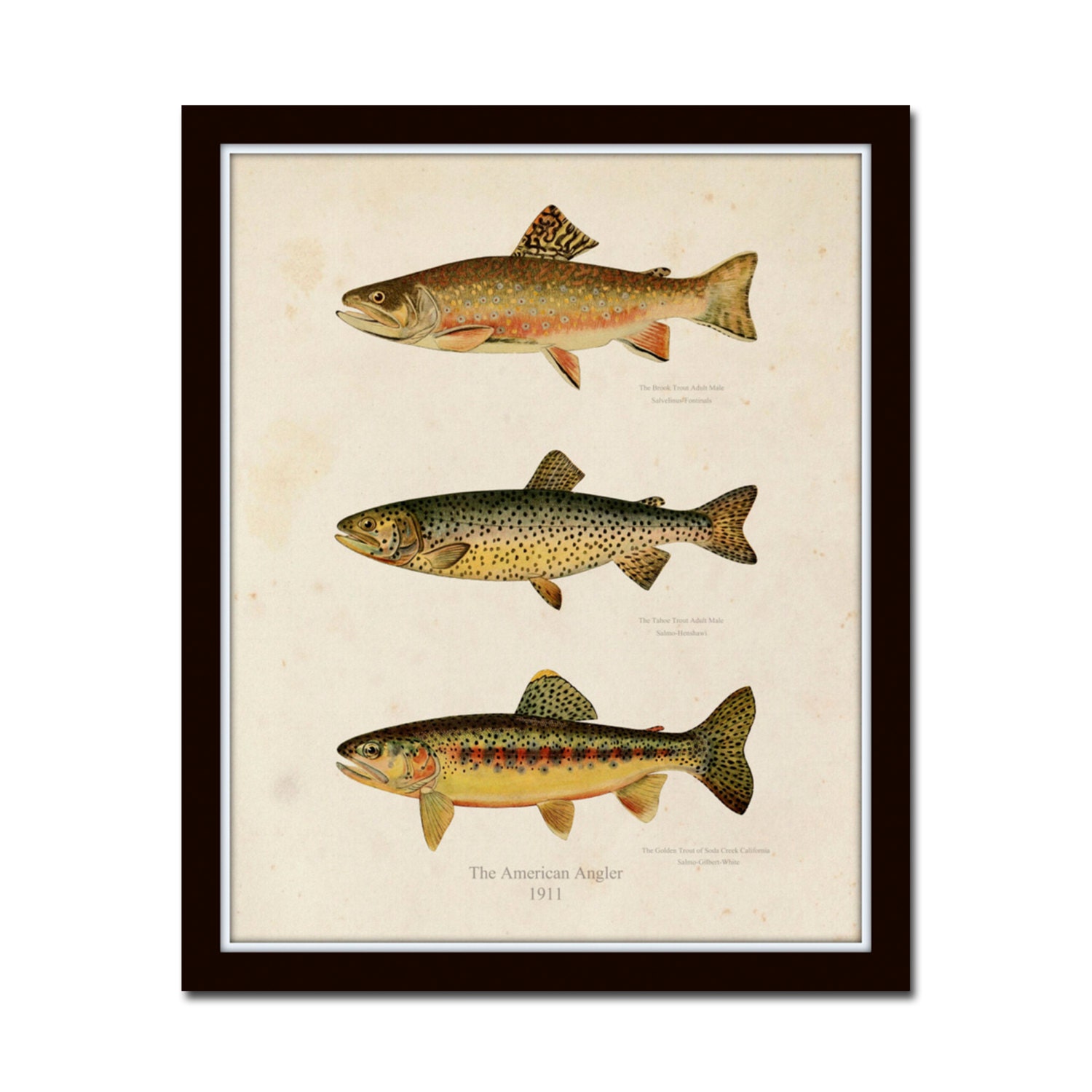 Vintage Trout Print No. 1, Giclee, Fish Art, Fly Fishing, Cabin