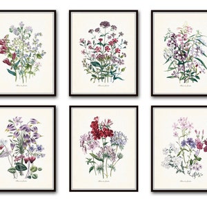 Fleurs de Jardin Print Set No. 5, Botanical Prints, Giclee, Art Prints, Antique Botanical Prints, Botanical Print Set, Wall Art,Illustration image 1