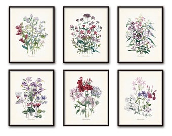 Fleurs de Jardin Print Set No. 5, Botanical Prints, Giclee, Art Prints, Antique Botanical Prints, Botanical Print Set, Wall Art,Illustration