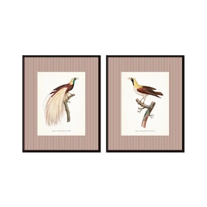 Striped Vintage Birds of Paradise Print Set, Bird Art, Home Decor, Wall Art, Vintage Art, Vintage Bird Art, English Country Cottage Art