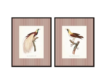Striped Vintage Birds of Paradise Print Set, Bird Art, Home Decor, Wall Art, Vintage Art, Vintage Bird Art, English Country Cottage Art