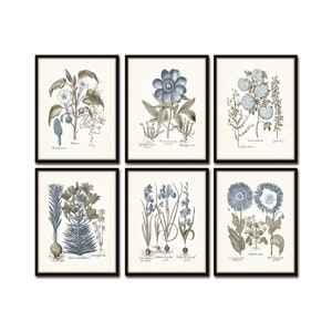 Vintage Sepia and Blue Print Set No. 6, Botanical Print Sets, Vintage Botanical Art, Wall Art, Wall Decor, Gallery Wall Art