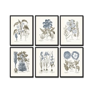 Vintage Sepia and Blue Print Set No. 6, Botanical Print Sets, Vintage Botanical Art, Wall Art, Wall Decor, Gallery Wall Art