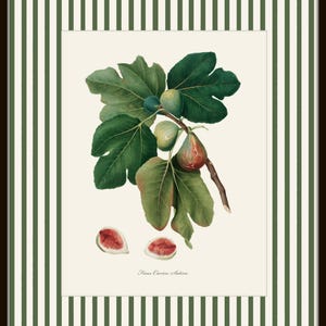 May include: A vintage botanical illustration of a fig branch with green leaves and ripe figs. The illustration is framed with green and white stripes and the text "Ficus Carica Sativa" is printed below the image.