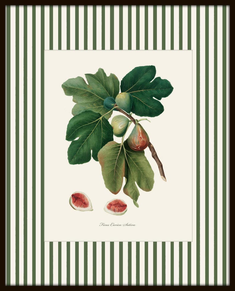 May include: A vintage botanical illustration of a fig branch with green leaves and ripe figs. The illustration is framed with green and white stripes and the text "Ficus Carica Sativa" is printed below the image.