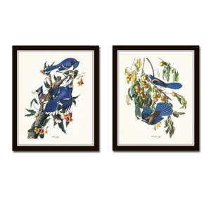 Audubon Birds Print Set No. 16, Blue Jay, Botanical Prints, Illustration, Audubon Bird Prints, Giclee, Wall Art, Prints, Vintage Bird Prints