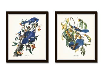 Audubon Birds Print Set No. 16, Blue Jay, Botanical Prints, Bird Art, Audubon Bird Prints, Giclee, Wall Art, Prints, Vintage Bird Prints