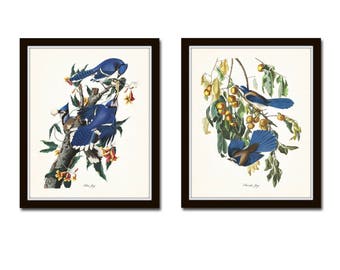 Audubon Birds Print Set No. 16, Blue Jay, Botanical Prints, Illustration, Audubon Bird Prints, Giclee, Wall Art, Prints, Vintage Bird Prints