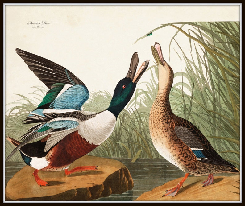 Vintage Audubon Duck Print Set No. 1 Giclee Art Print Etsy
