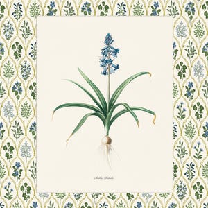 May include: A botanical illustration of a bluebell flower with green leaves and a white bulb. The illustration is on a white background with the text "Scilla.  Patula" at the bottom.