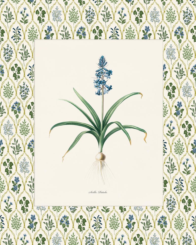 May include: A botanical illustration of a bluebell flower with green leaves and a white bulb. The illustration is on a white background with the text "Scilla.  Patula" at the bottom.