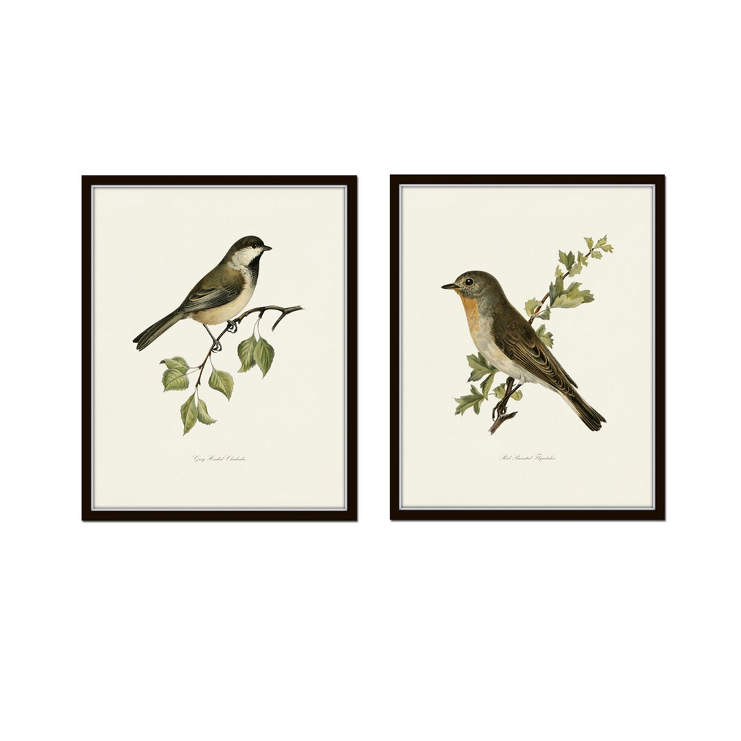 Vintage Birds Print Set No. 23, Wall Decor, Wall Art, Bird Prints