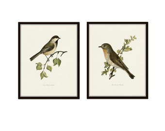 Vintage Birds Print Set No. 23, Wall Decor, Wall Art, Bird Prints, Giclee, Vintage Bird Prints, Nature Art