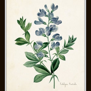 Puede incluir: Una ilustraci&oacute;n bot&aacute;nica vintage de una flor azul con hojas verdes. La flor se llama "Lespedeza Australis".