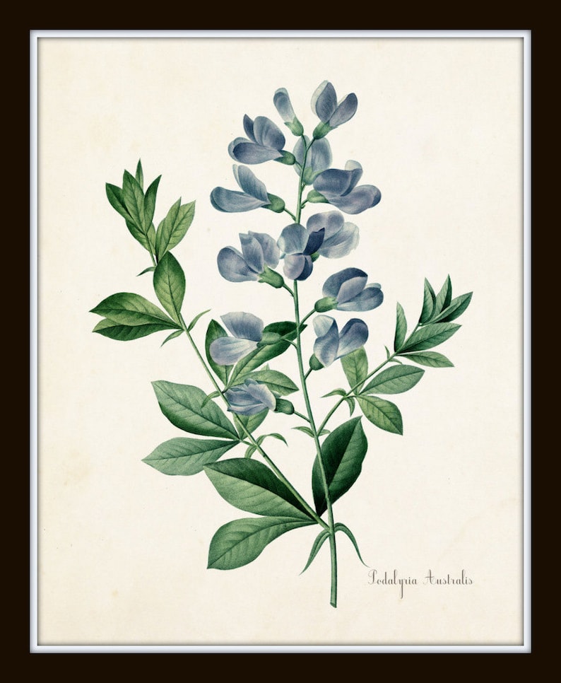 Puede incluir: Una ilustraci&oacute;n bot&aacute;nica vintage de una flor azul con hojas verdes. La flor se llama "Lespedeza Australis".