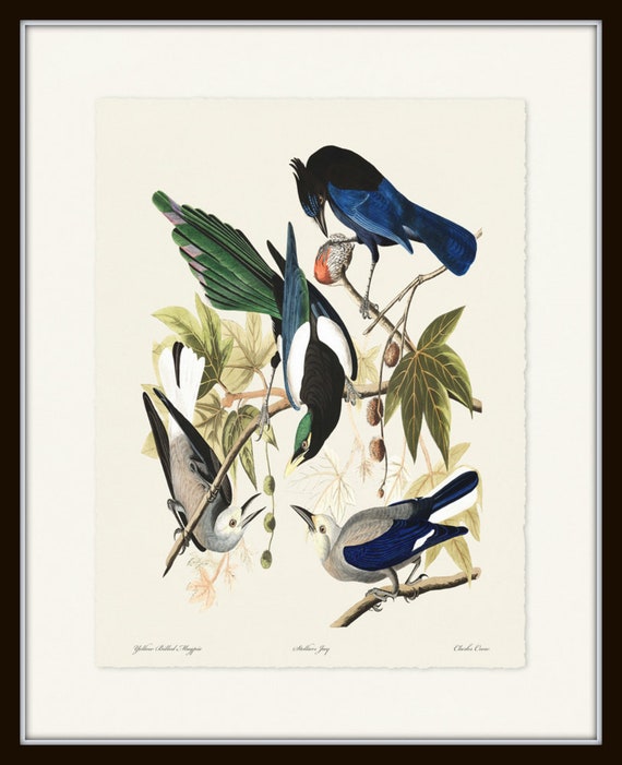 Audubon Birds Print Set No. 8, Blue Birds, Vintage Bird