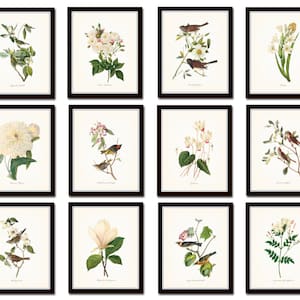 Bird and Botanical Print Set No. 10, Audubon Bird Prints, Vintage Botanical Prints, Vintage Bird Prints, Gallery Wall, Giclee, Art