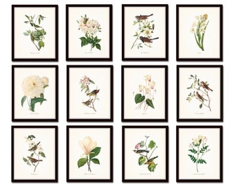 Bird and Botanical Print Set No. 10, Audubon Bird Prints, Botanical Prints, Bird Prints, Gallery Wall, Print Sets, Illustration, Giclee, Art