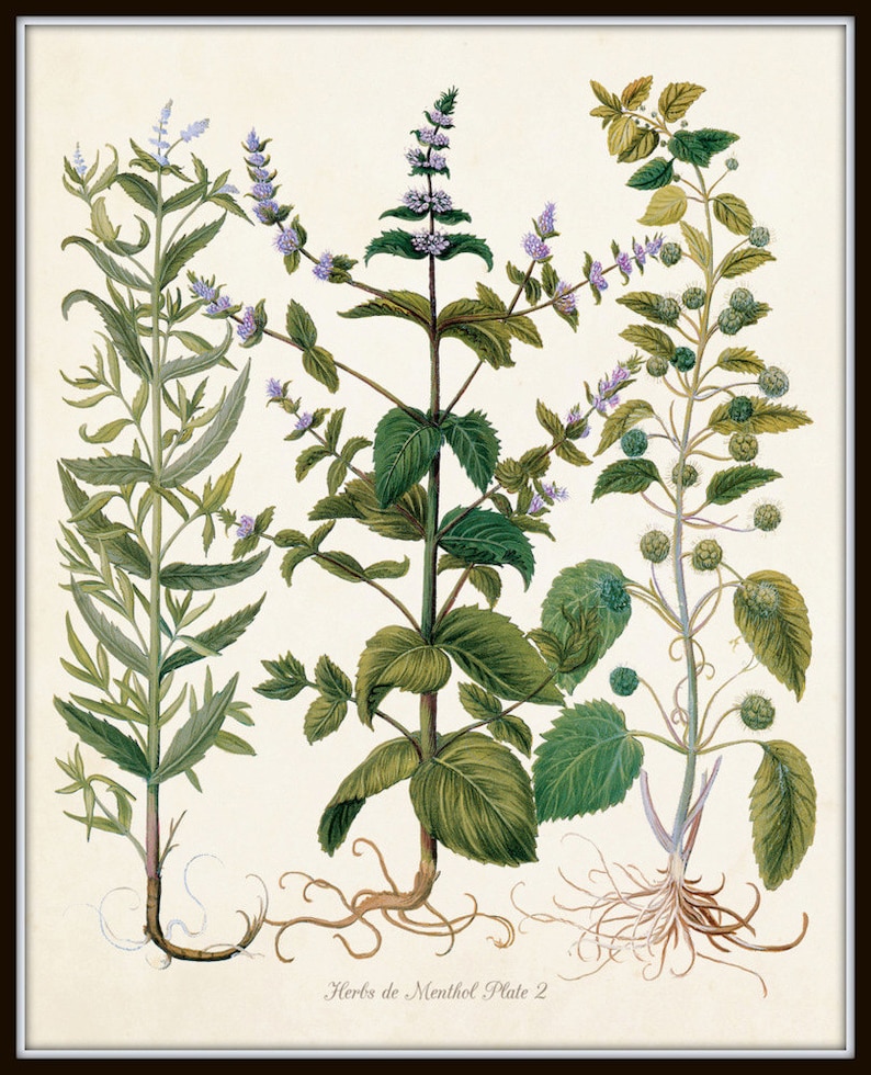 Giclee Herb Print Botanical Print Art Print Herbier Antique Botanical Wall Art Herbs de Menthol Print Set Kitchen Art Illustration