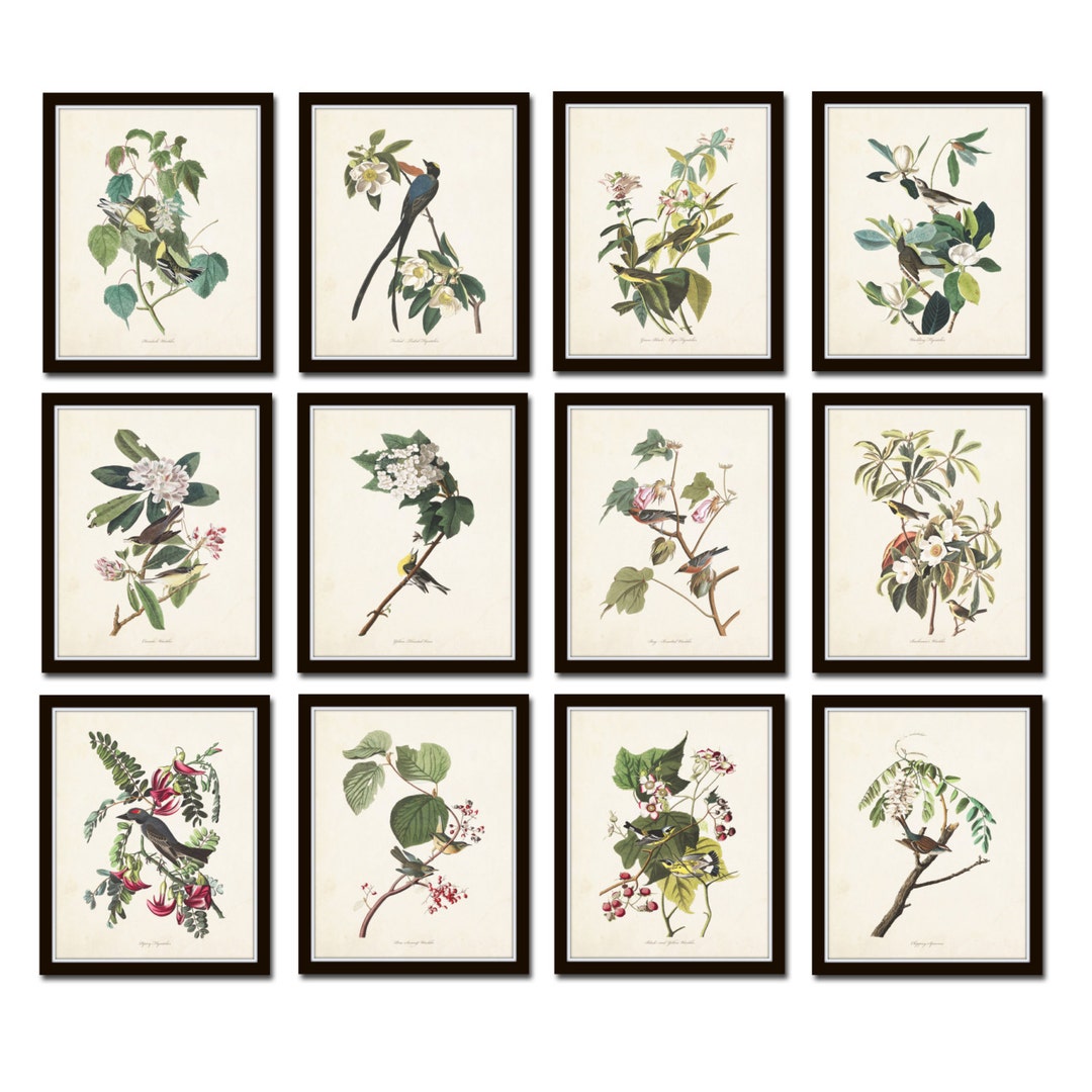 Audubon Birds Print Set No. 25, Botanical Print, Vintage Bird Art ...