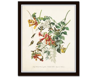 Vintage Audubon Ruby Throated Hummingbirds, Bird Prints, Giclee, Art Print, Botanical Print, Vintage Birds, Audubon Bird Prints, Wall Art