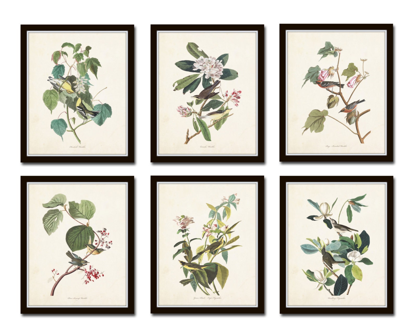 Audubon Bird Prints Set No. 24, Botanical Prints, Art Prints, Vintage ...