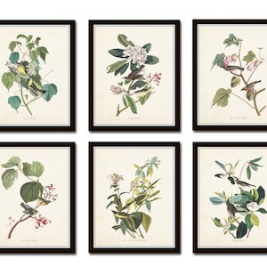 Audubon Bird Prints Set No. 24, Botanical Prints, Art Prints, Vintage Bird Prints, Giclee, Home Decor, Wall Art, Prints, Antique Bird Prints