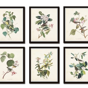 Audubon Bird Prints Set No. 24, Botanical Prints, Art Prints, Vintage Bird Prints, Giclee, Wall Art, Prints, Vintage Bird Prints