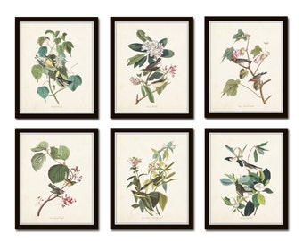 Audubon Bird Prints Set No. 24, Botanical Prints, Art Prints, Vintage Bird Prints, Giclee, Wall Art, Prints, Vintage Bird Prints