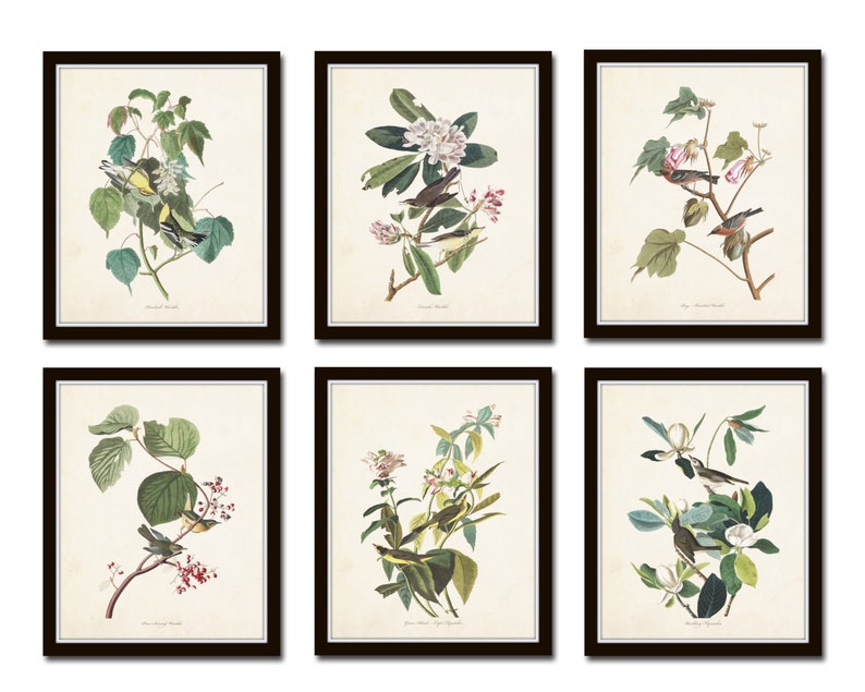 Audubon Bird Prints Set No. 24, Botanical Prints, Art Prints, Vintage ...