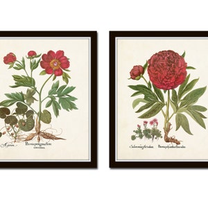 May include: Two framed botanical illustrations of red peonies. The left image shows a peony with multiple buds and the text "Paeonia peregrina flore coccinea". The right image shows a single peony with the text "Paeonia polyanthos flore rubro".