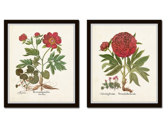 Antique Peony Print Set No. 5, Antique Botanical, Botanical Art, Wall Art, Peony, Vintage Botanical, Peony Prints, Red Flower Art, Giclee